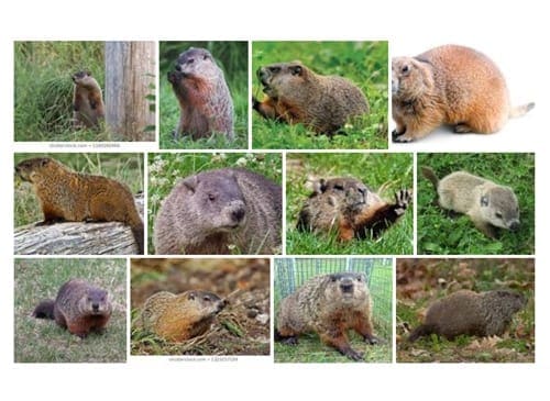 What Images are Legal?