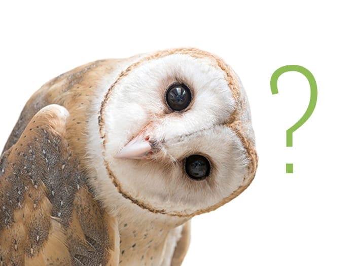 WHO IS AMAZON POLLY?